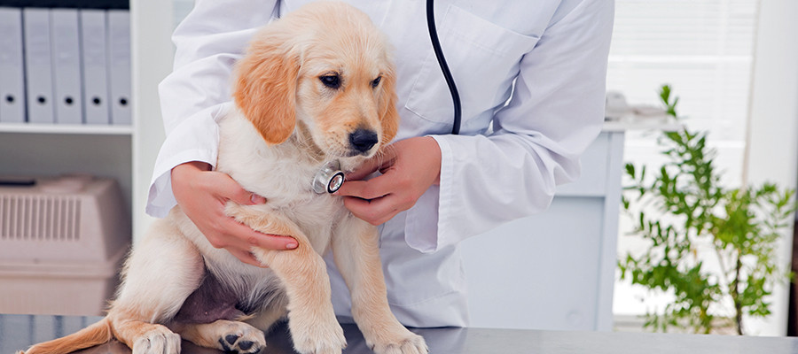 puppy insurance 5 ways pet insurance is better than your health insurance puppy insurance 5 ways pet insurance is better than your health insurance