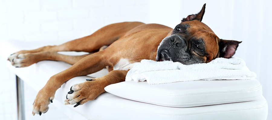 dog getting massage spa