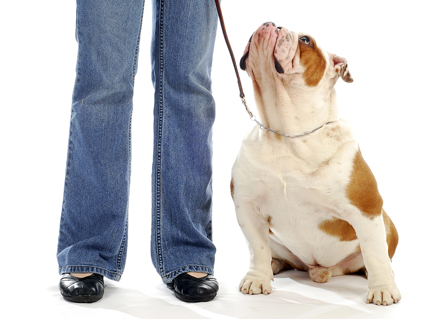 cgc dog training near me