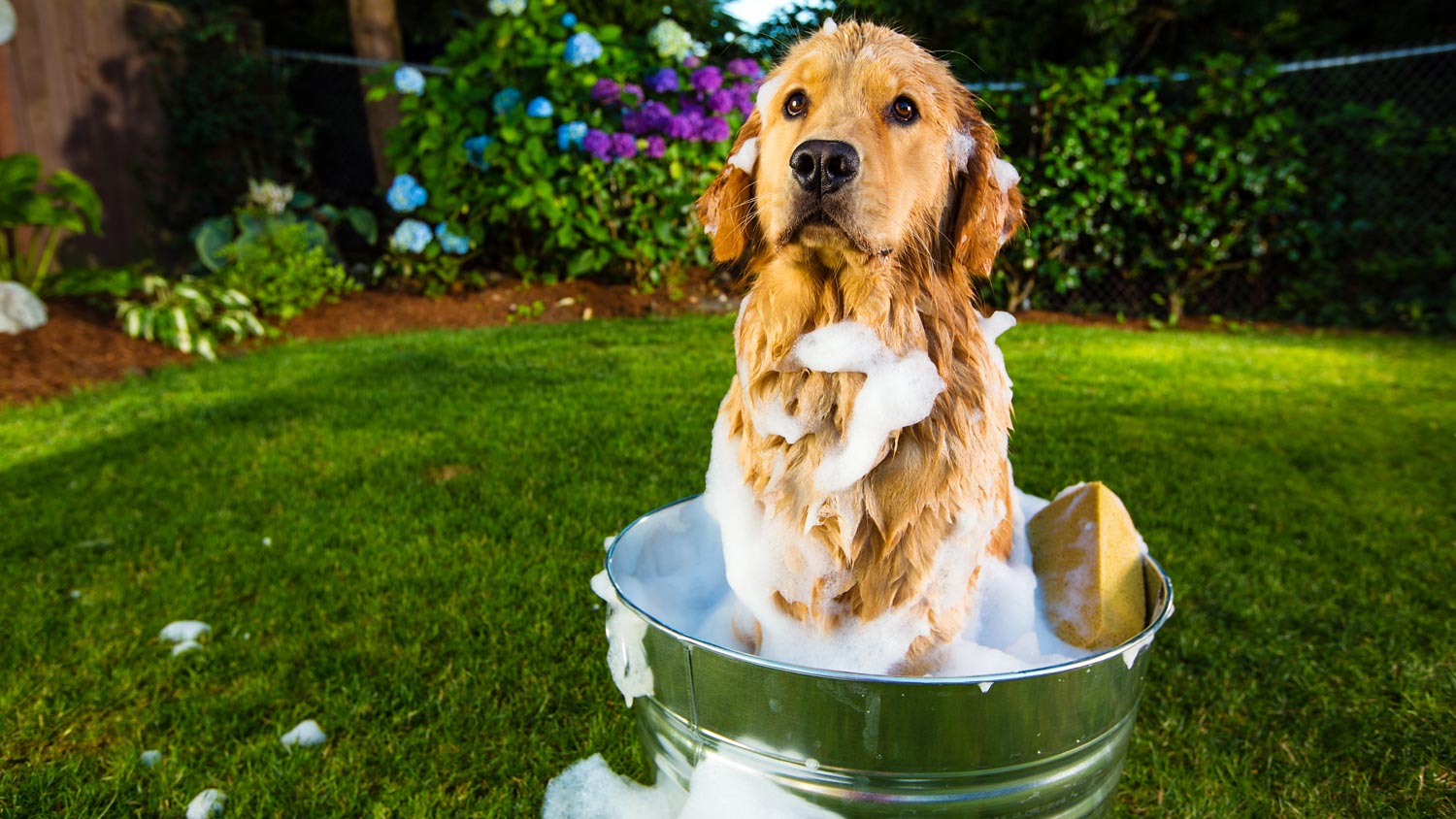 stinky dog feet remedies