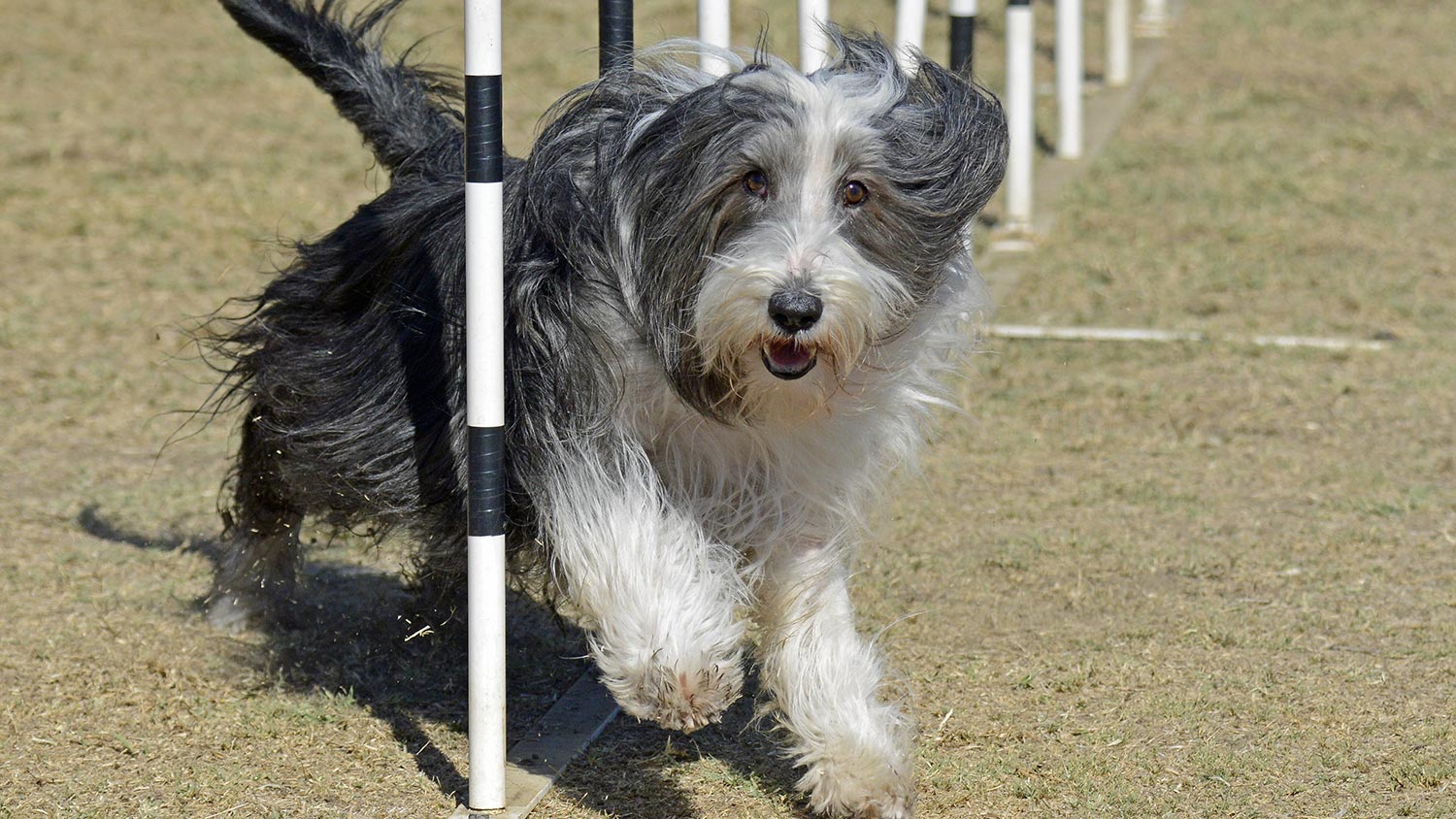 canine agility