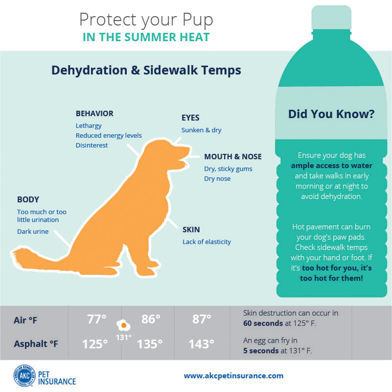 summer heat safety dog paw sidewalks