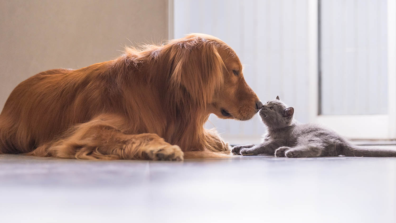 How to Acclimate Cats and Dogs