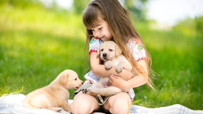puppy has fever akc pet insurance health insurance for dogs and cats puppy has fever akc pet insurance health insurance for dogs and cats