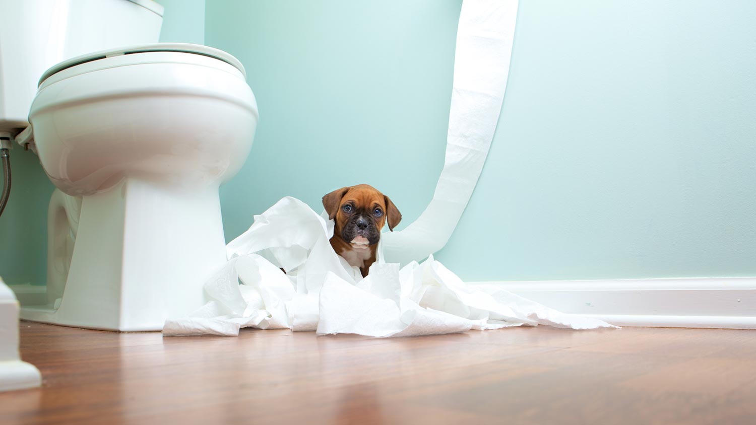 crate training a puppy for potty training