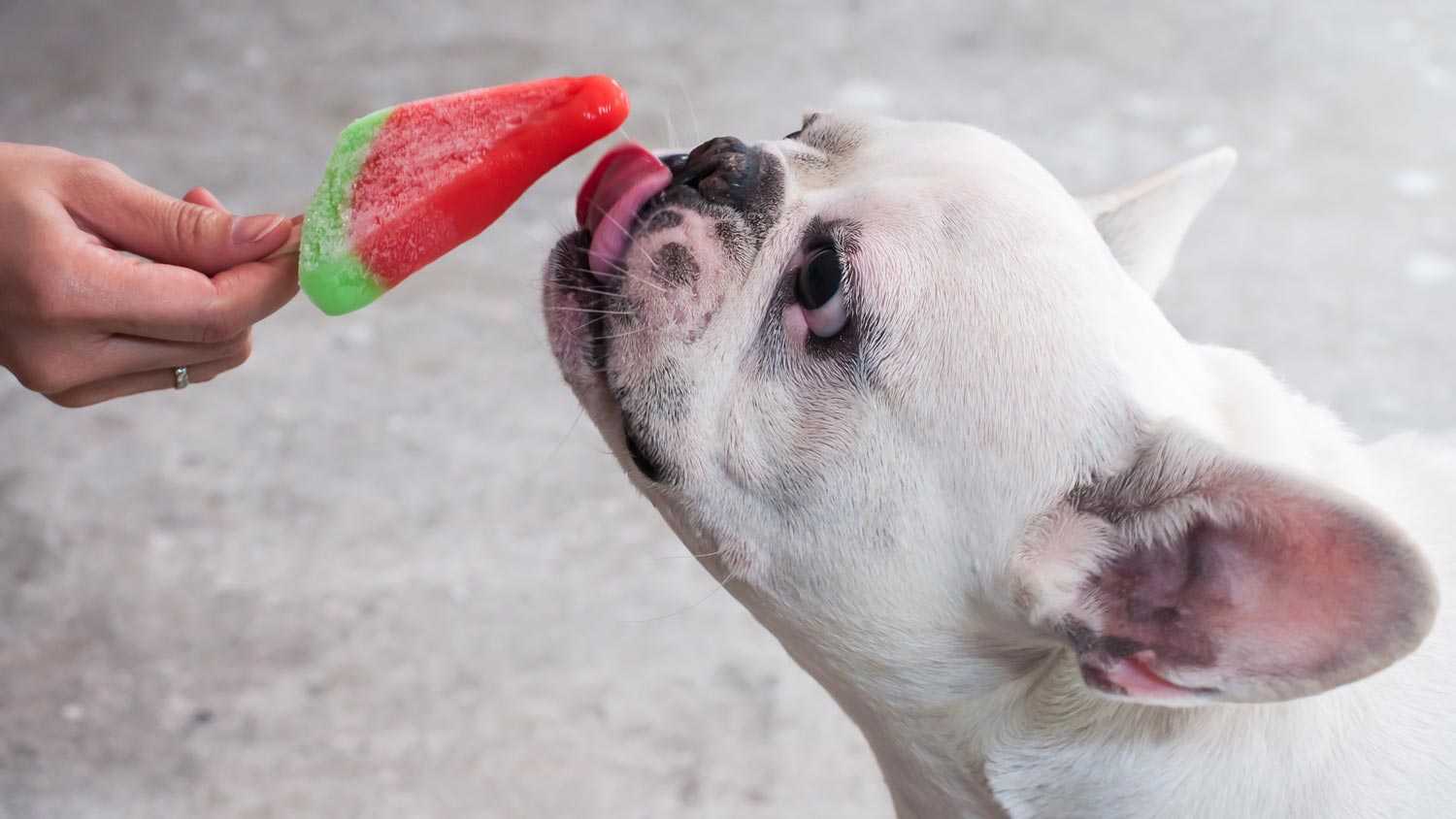pupsicles