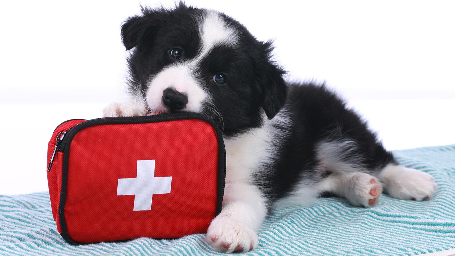 pet first aid kit