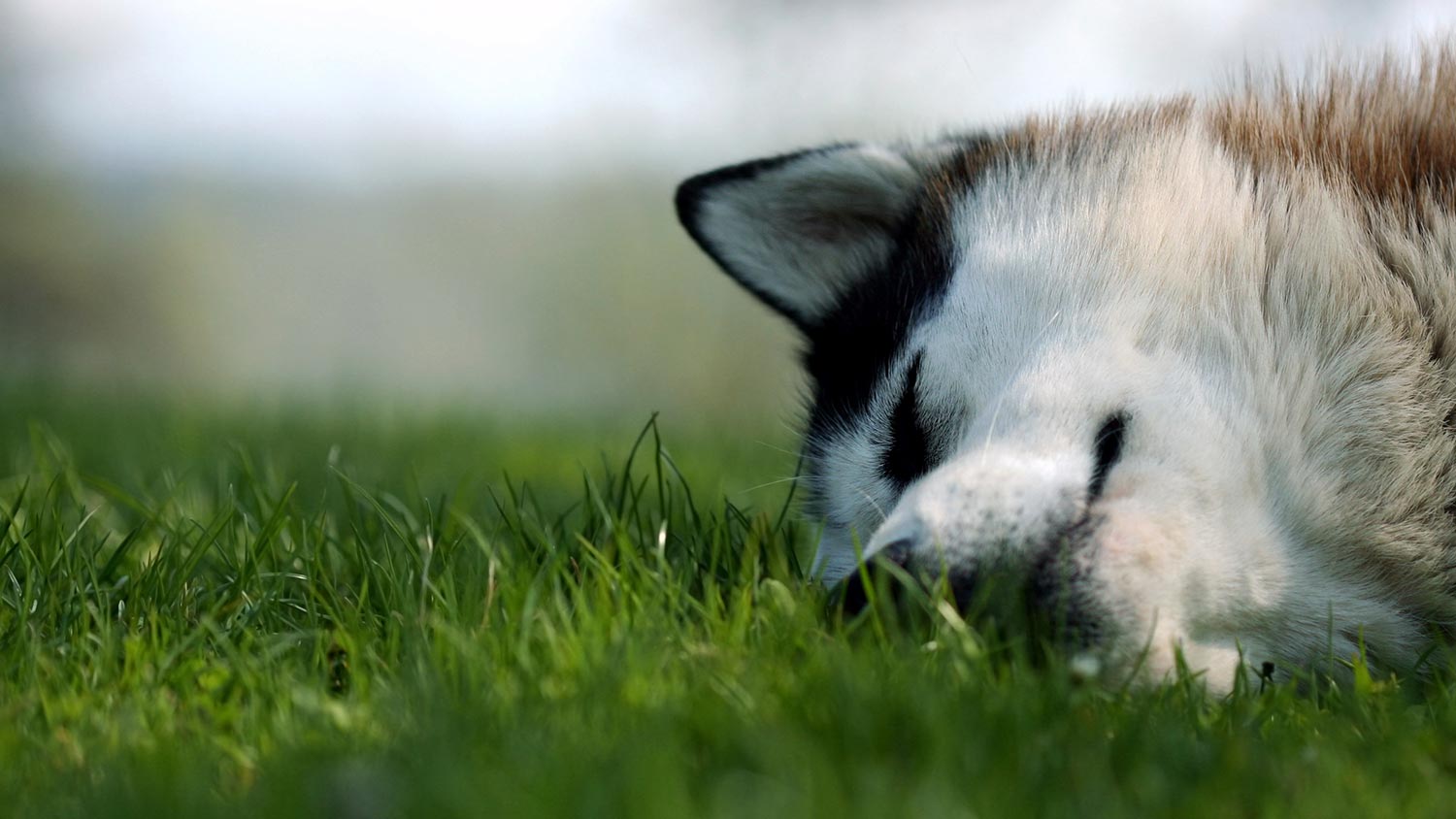 average hours dogs sleep