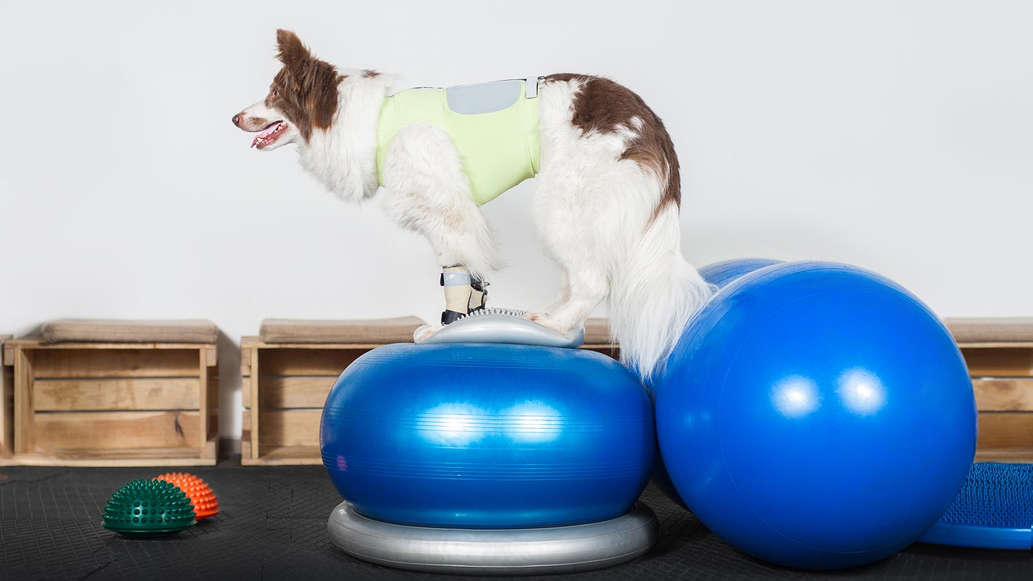 ball ready for dogs