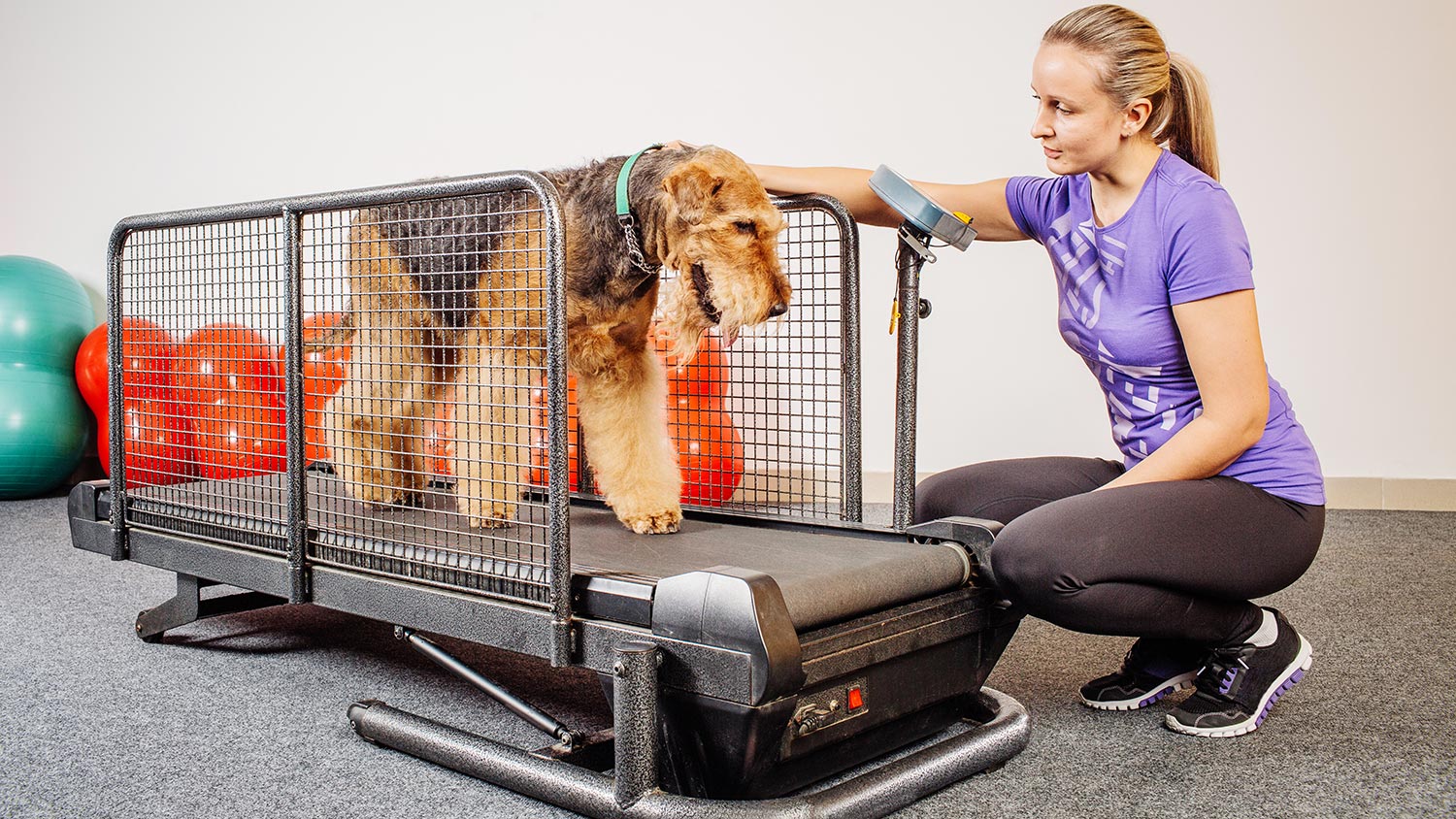 canine treadmill for sale > OFF50
