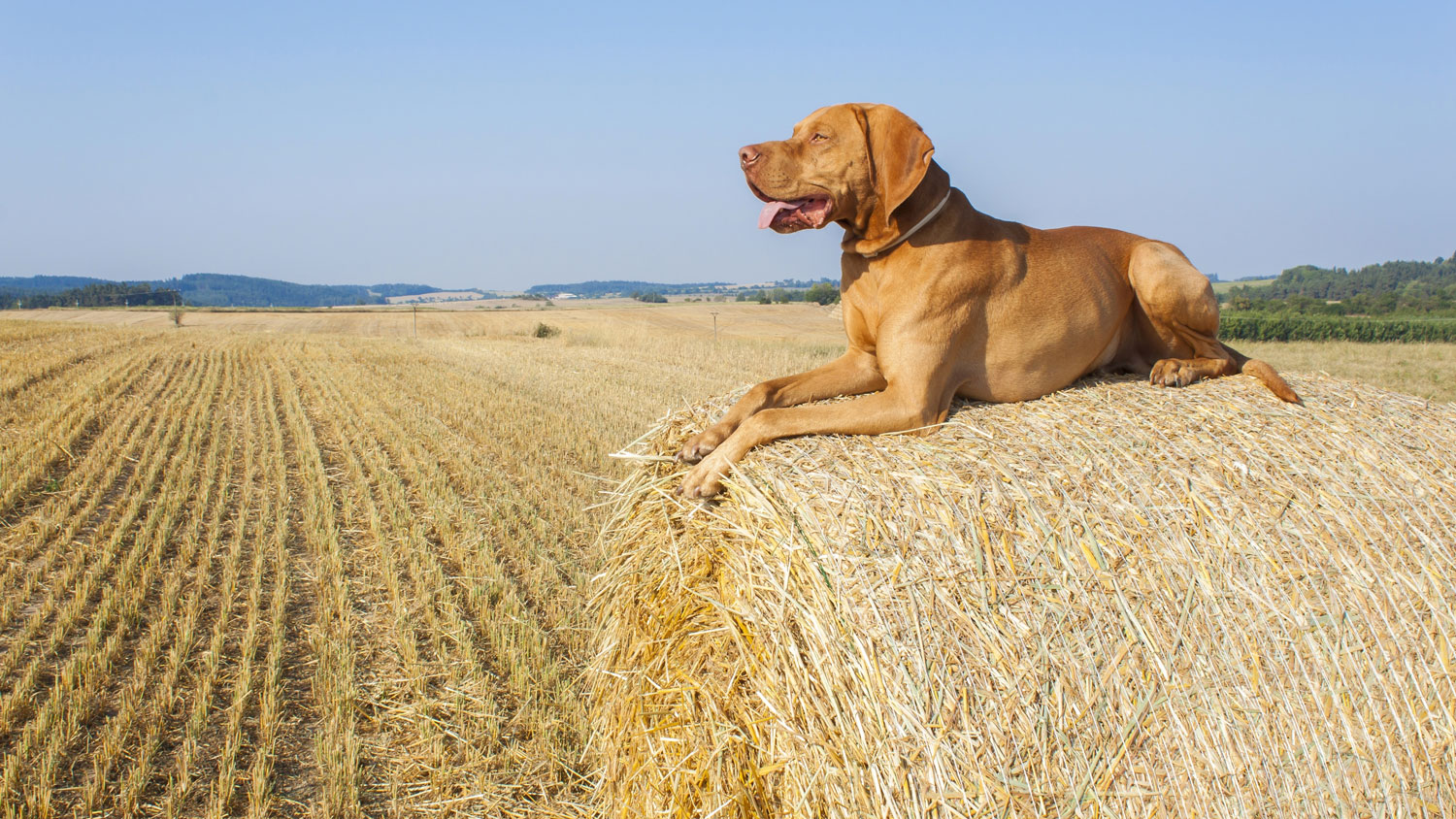 How to Train a Farm Dog