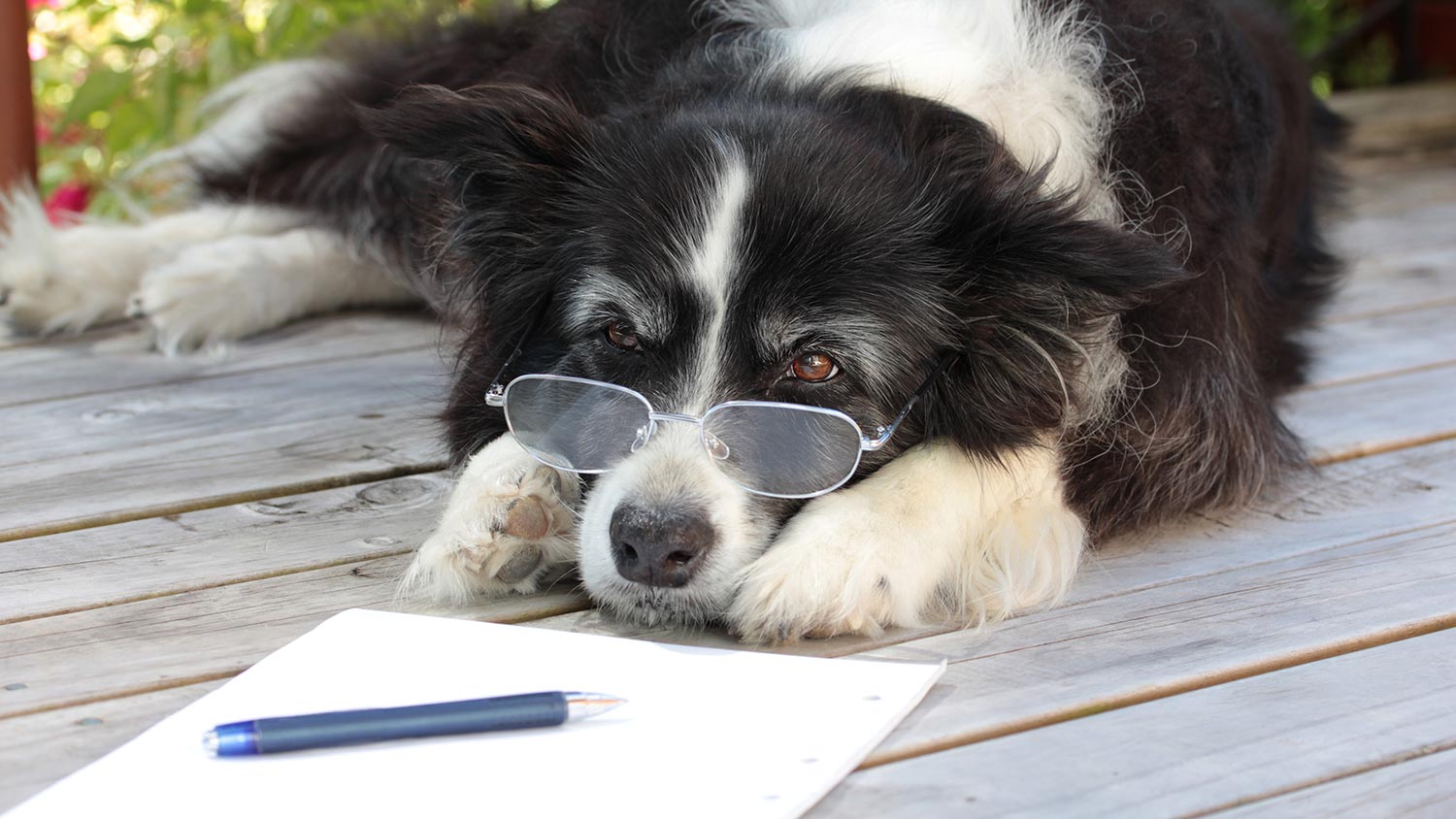 Pre Existing Conditions Understanding Pet Insurance