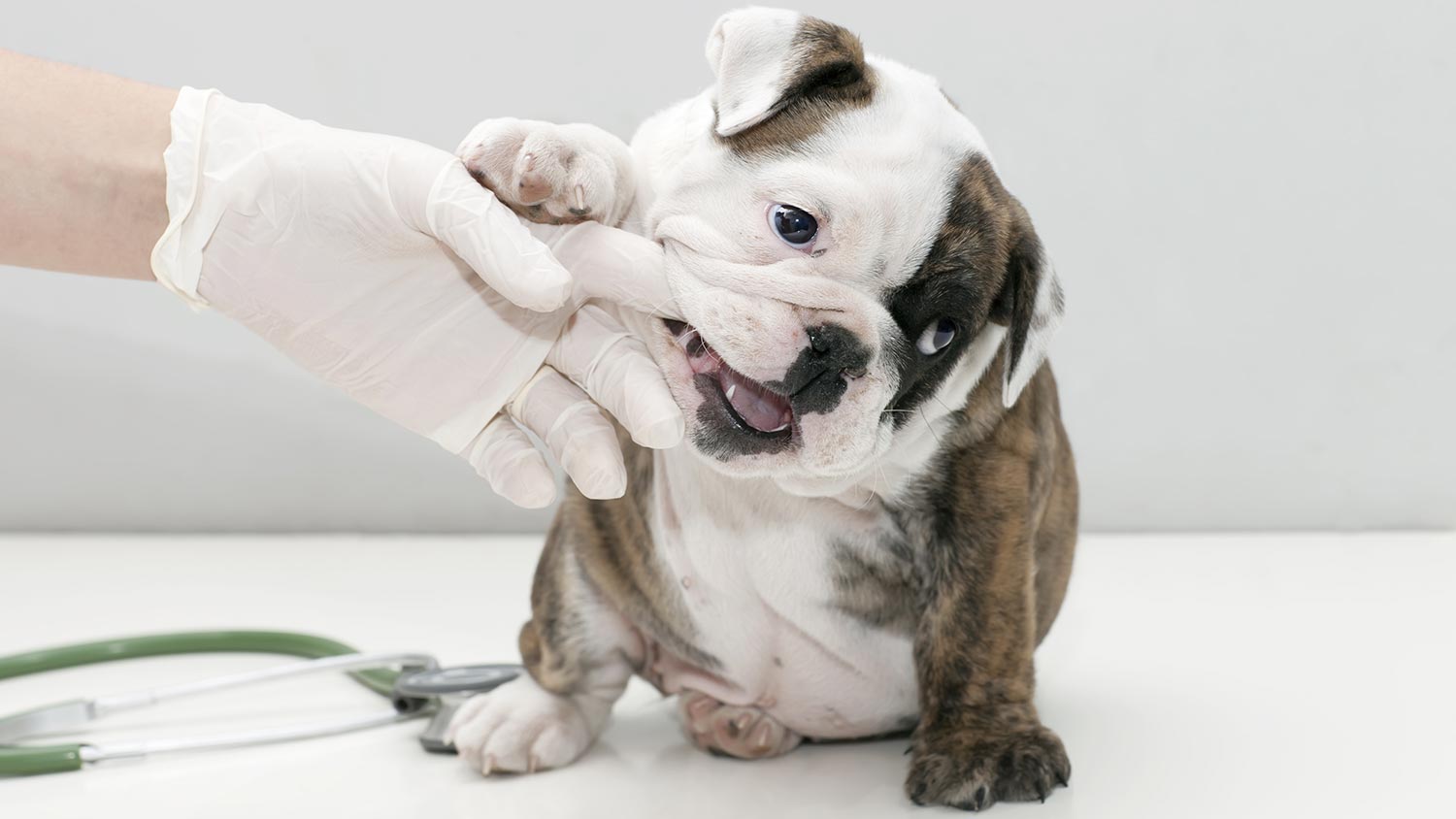 puppy vet check cost