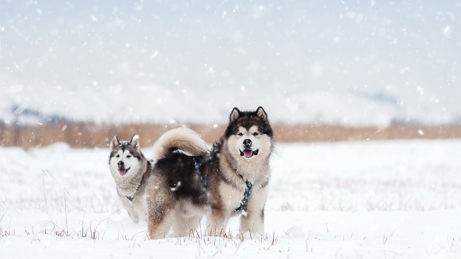 dogs in winter