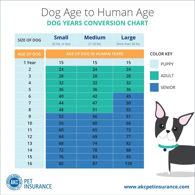 Calculating Dog Years to Human Years