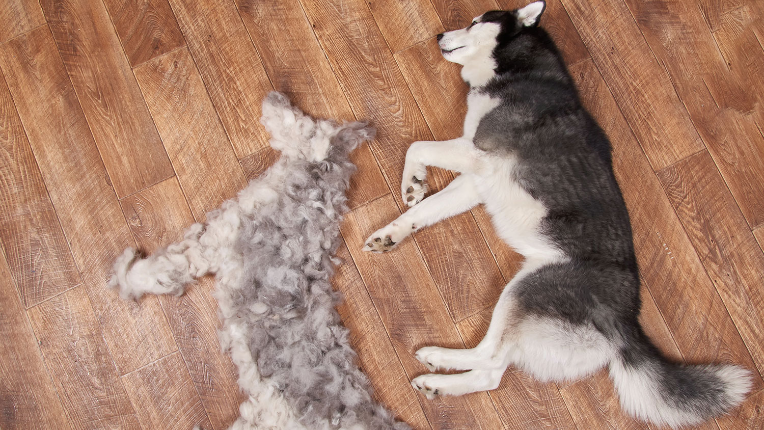 dog hair moulting