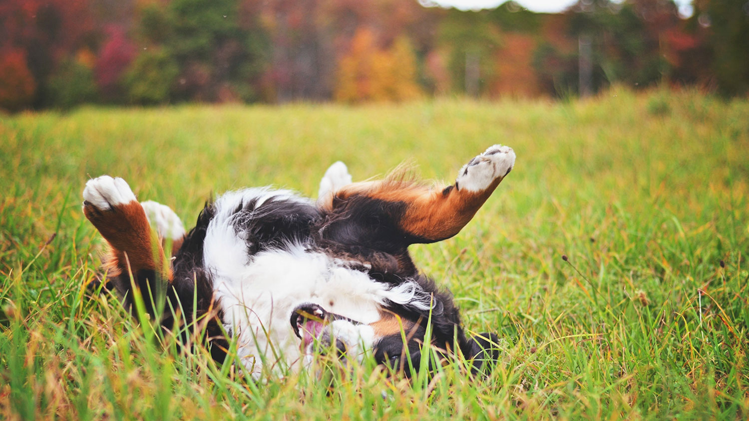 best way to keep ticks off dogs