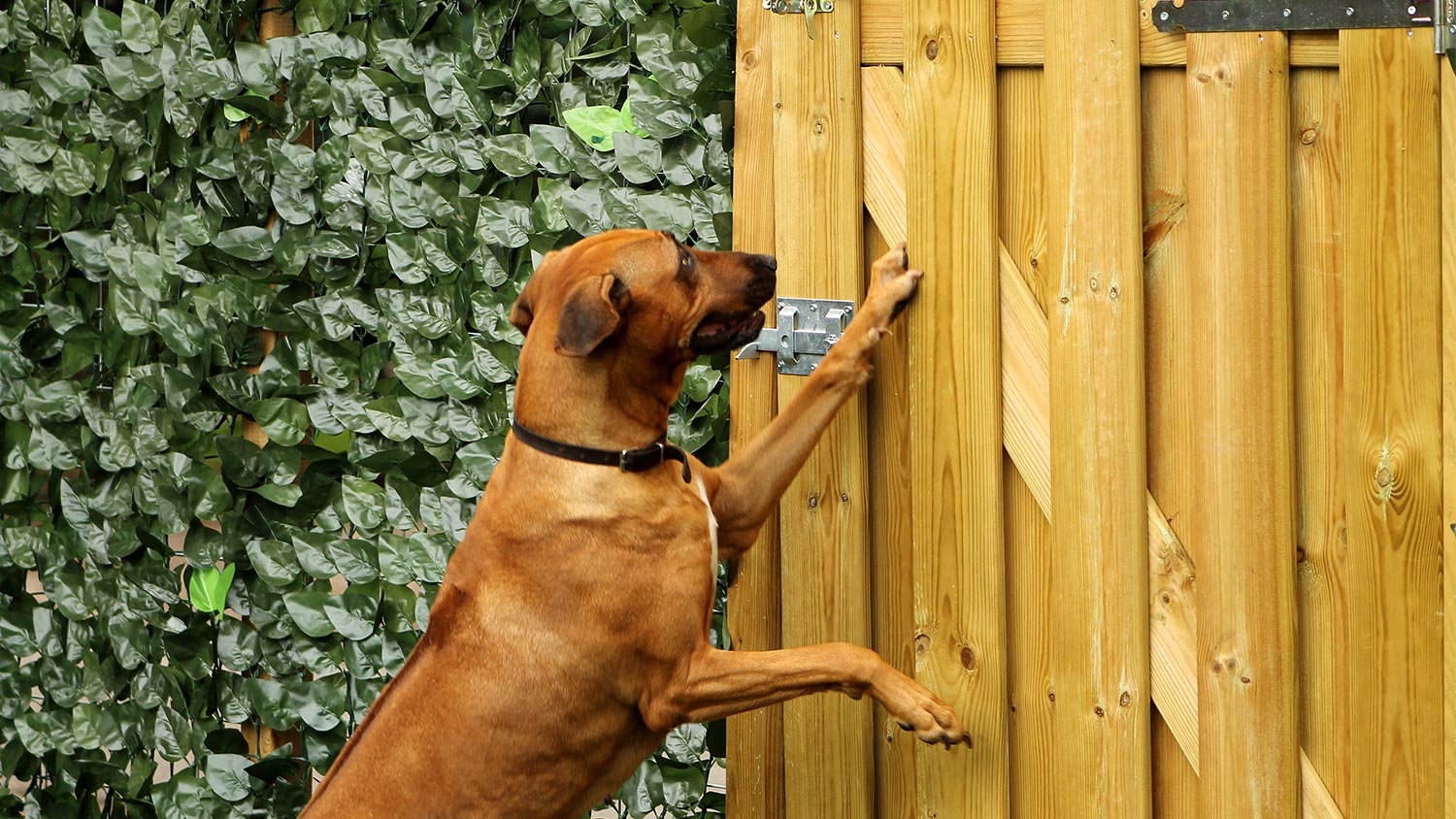 Teach Your Dog Door Manners