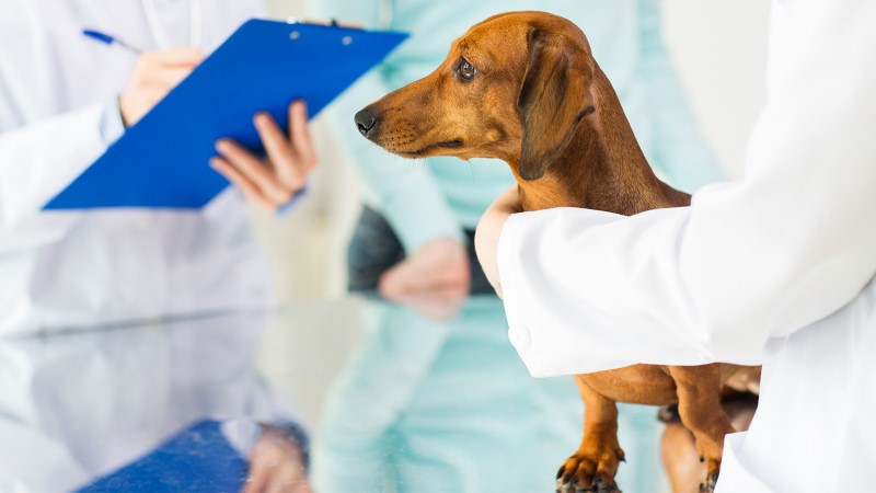 A Guide to Canine Arthritis A Guide to Canine Arthritis