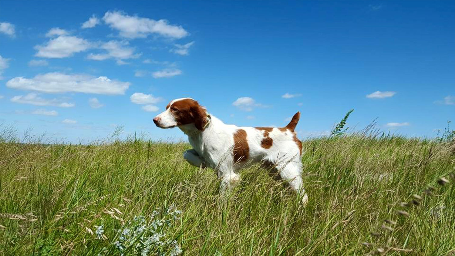 akc spaniel hunt test