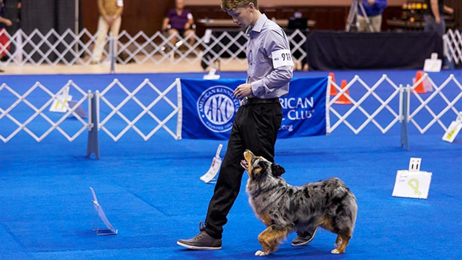 akc obedience training