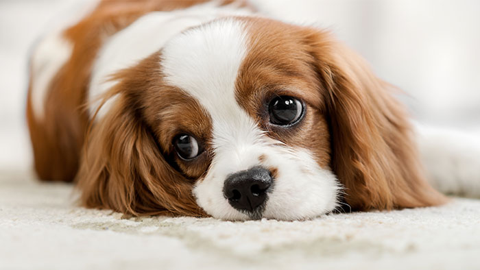Akc Pet Insurance Health Insurance For Dogs And Cats
