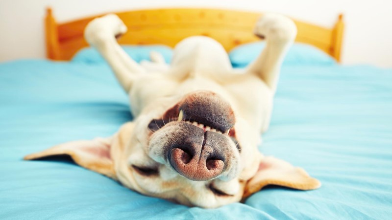 Feeling Feverish Your Pup Knows When You Re Sick As A Dog Rural Dog Rescue
