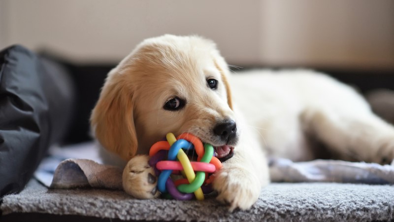 New Puppy Essentials To Make Your Life Easier