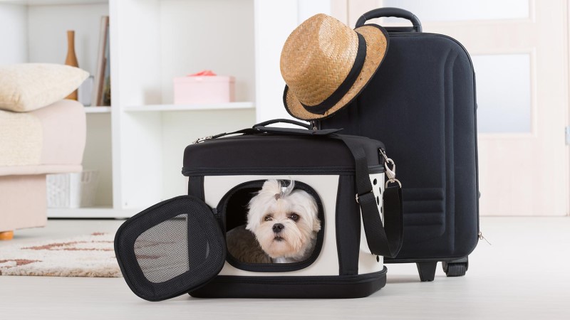 akc pet carrier
