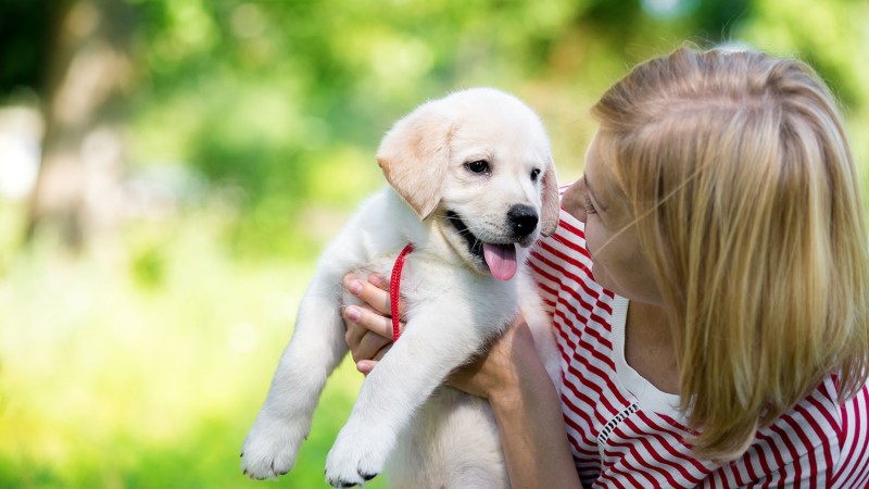 Raising A Service Dog Puppy