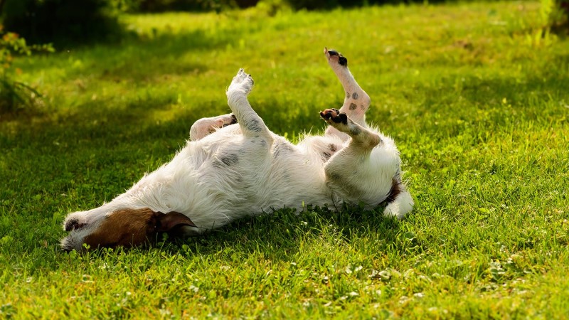 natural medicine for dog wounds