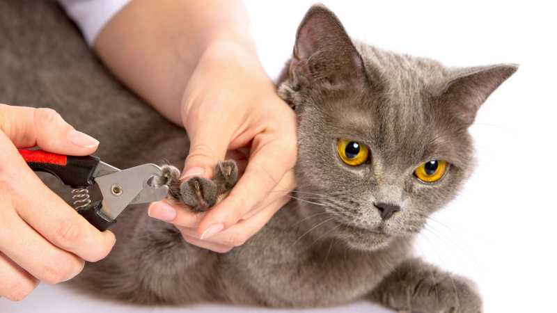 5 Steps to Stress-Free Cat Nail Trimming