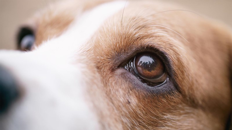are seeing eye dogs covered by insurance