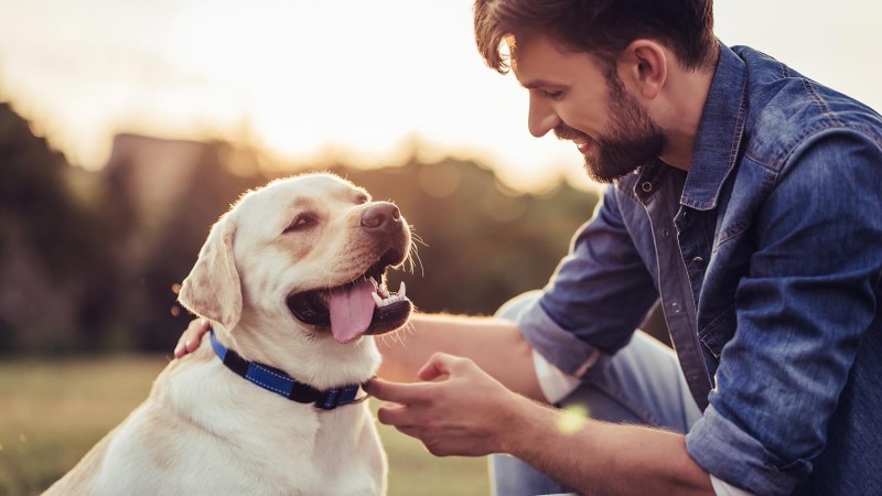Tips for Better Communication with Your Dog Tips for Better Communication with Your Dog