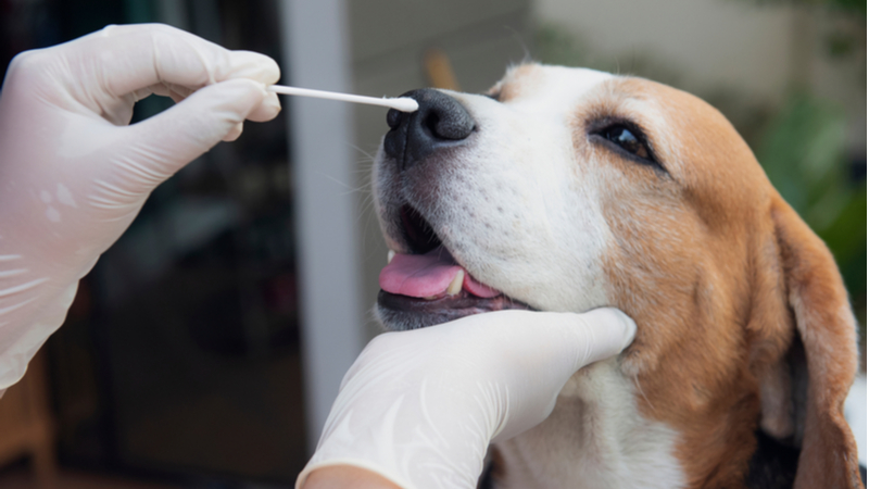 Dog Flu: Symptoms, Treatment, & Prevention