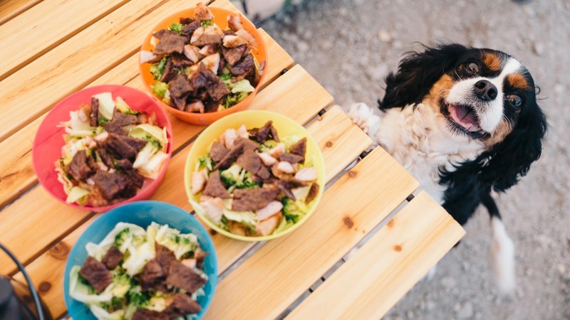 Cooking with Your Dog