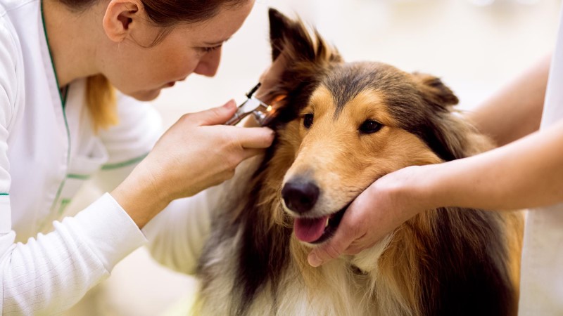 Deafness in Dogs: How to Manage Hearing Loss