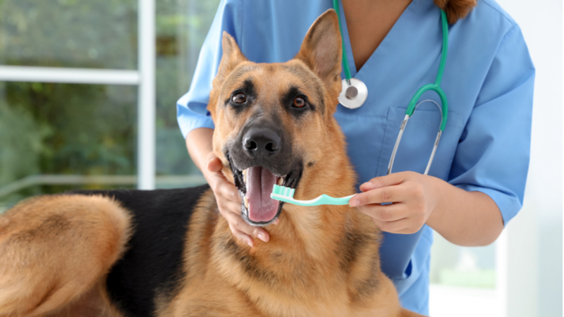 Dental Disease Prevention for Pets