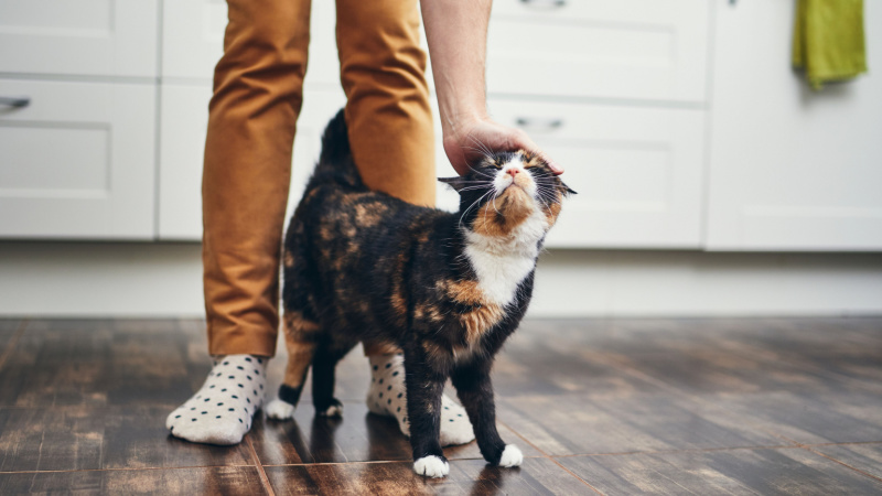 Essential Items Every Cat Owner Needs