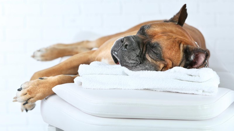 what is canine massage therapy