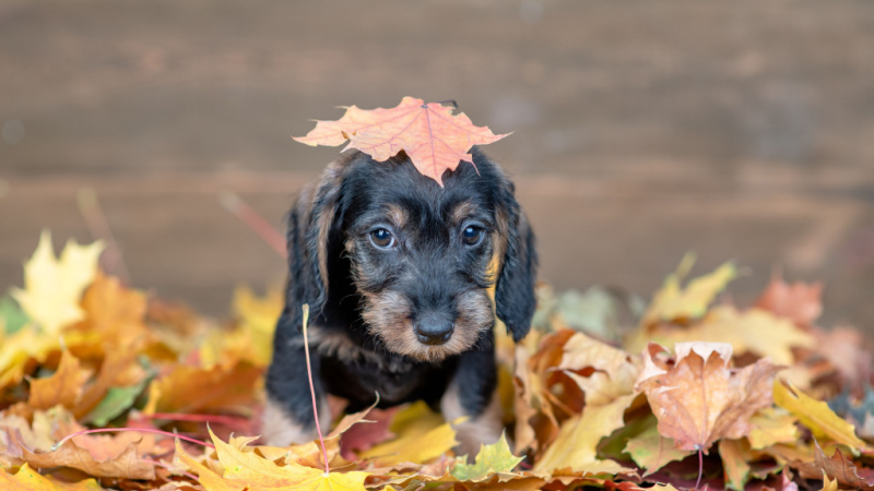 How to Help Your Pet Adjust to Changes This Thanksgiving