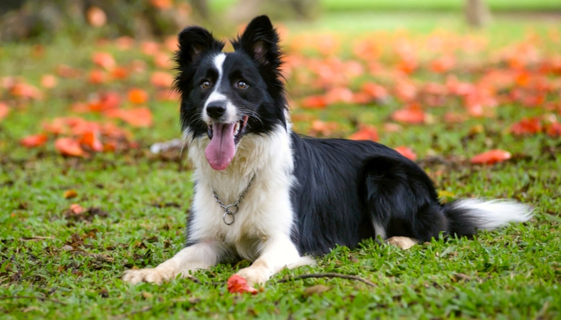 how to keep a herding dog happy