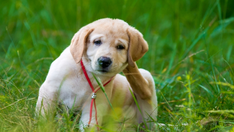 Home Remedies for Dry Dog Skin