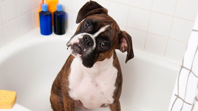 Reducing Anxiety for a Dog that Hates Baths