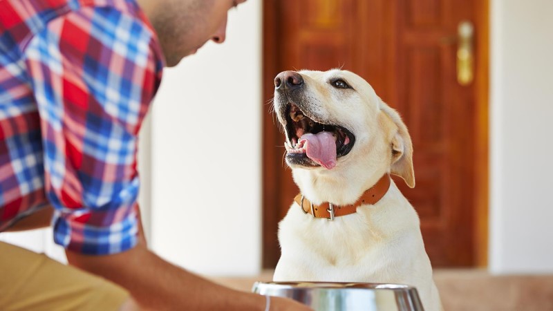 Dog Eats too Fast: How to Slow Down Eating | AKC Pet Insurance