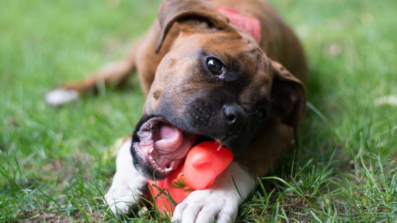 do teething puppies eat less