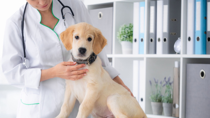 Why Now Is the Right Time for Pet Insurance!