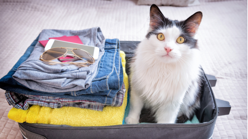 Gearing Up for Summer Travel with Your Cat