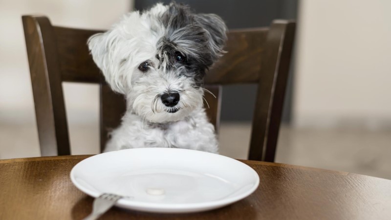 can dogs eat thanksgiving turkey