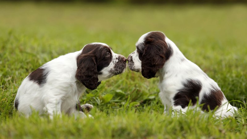 is it better to have two puppies or one